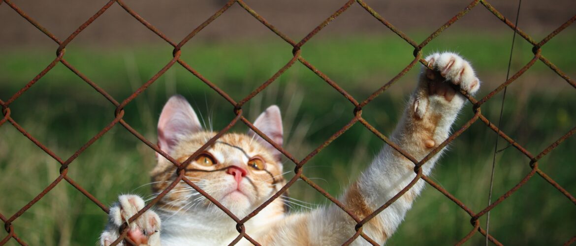 branch-wildlife-zoo-kitten-cat-fauna-grid-mieze-tiger-cat-cat-face-wire-mesh-red-mackerel-tabby-red-cat-cats-eyes-1041161-scaled.jpg