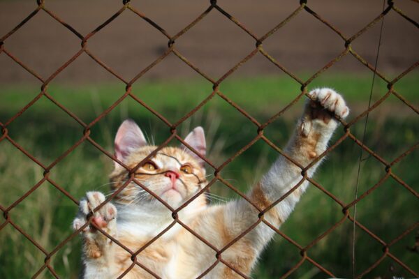branch wildlife zoo kitten cat fauna grid mieze tiger cat cat face wire mesh red mackerel tabby red cat cats eyes 1041161 scaled